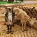 Овец и коз на выставку в Каспийск повезут 60 ведущих племхозов России