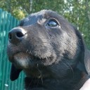 Тарануха объяснил отмену обязательной регистрации домашних животных на Ставрополье