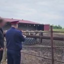 На Ставрополье очевидцы сообщили о вывозе погибающих лошадей КамАЗами с конезавода