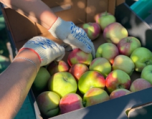 Первые 30 тонн яблок летних сортов собрали на Ставрополье