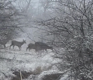 На Ставрополье егерю удалось снять на видео стадо из 50 оленей