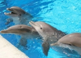 Детям подарили дельфин-шоу