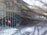 Спасатели ПАСС СК распили упавшее на автомобили дерево