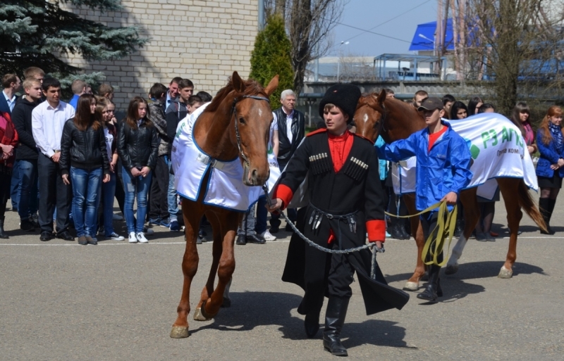 Казачий край Ставрополье встретил лошадей