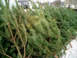 <i>Торговля елками начнется с 20 декабря</i>