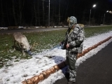 В Ставрополе в парке Победы северных оленей готовят к аттракциону