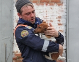 Спасатели из Дивного выручали в Новый год испуганную петардами собаку