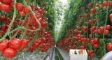 К 2020 году Ставрополье займёт 1-е место в России в производстве овощей закрытого грунта