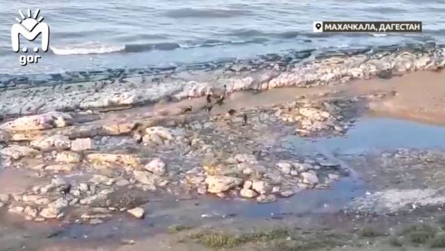 <i>В Махачкале ребёнок спасся от стаи собак, бросившись в Каспий</i>