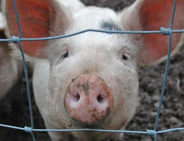 <i>На Ставрополье из-за АЧС свиней изымут из 8 тысяч хозяйств в Красногвардейском округе</i>