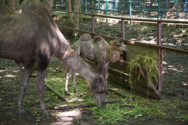<i>В ставропольском зоопарке произошёл летний бум деторождения</i>