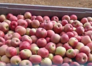 На Ставрополье уже собрано более 18 тысяч тонн яблок