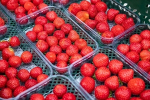Для выращивания такой ягоды используют передовые технологии