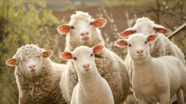 <i>Большая часть овец вернулась к владельцам</i>