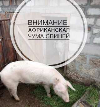 У Овощей на Ставрополье нашли трупы зараженных свиней