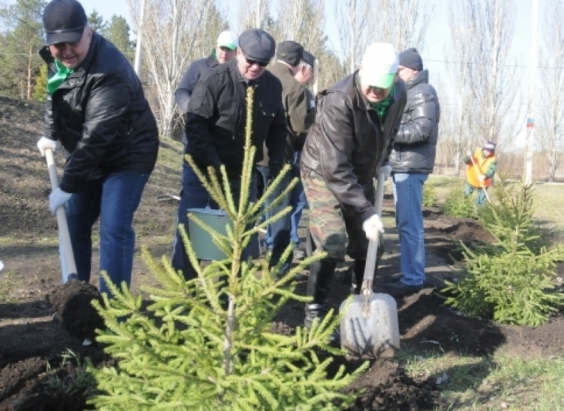 В Ставрополе делают компенсационные высадки деревьев