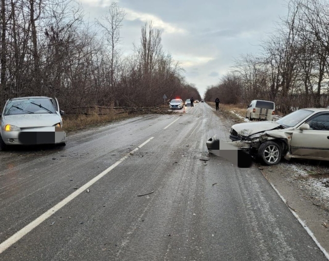 <i>Упавшее на трассу дерево стало причиной ДТП с двумя легковушками в Кочубеевском округе</i>