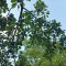 Вырубившая деревья на проспекте в Махачкале фирма взамен высадит втрое больше
