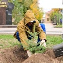 В Будённовске озеленители высадили 500 саженцев ценных сортов деревьев