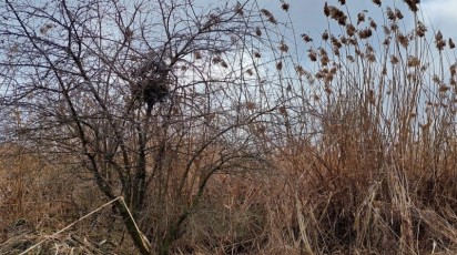 В Северной Осетии СПК оштрафовали за зарастание земли чертополохом и тростником