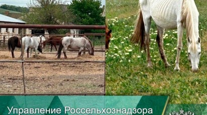 На Ставрополье на конезавод с заморенными голодом лошадьми завезли корм