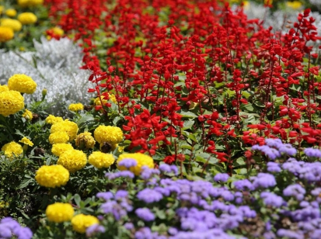 <i>Летом клумбы Ставрополя украсят до полумиллиона цветов и ковровых культур</i>