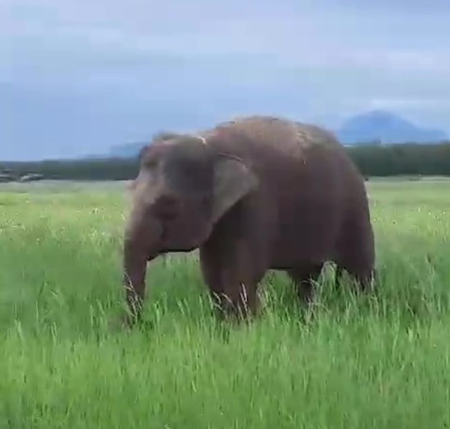 <i>Ставропольца удивили мирно пасущиеся в поле слоны вблизи Минеральных Вод</i>