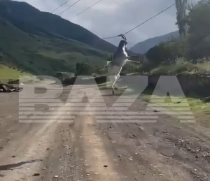 Пользователи соцсетей позавидовали веселым будням козла в Дагестане