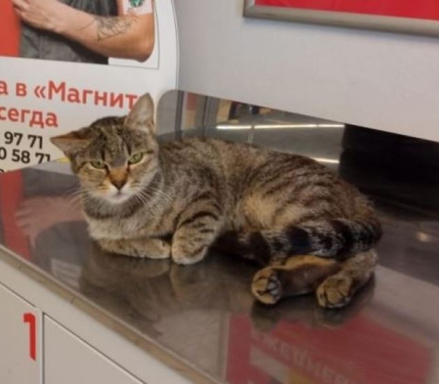 <i>В Северной Осетии Роспотребнадзор приостановит работу трёх магазинов «Магнит»</i>
