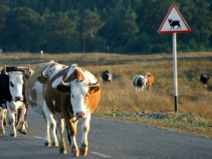 В КБР владельцев лошадей призвали исключить их перемещение по дорогам