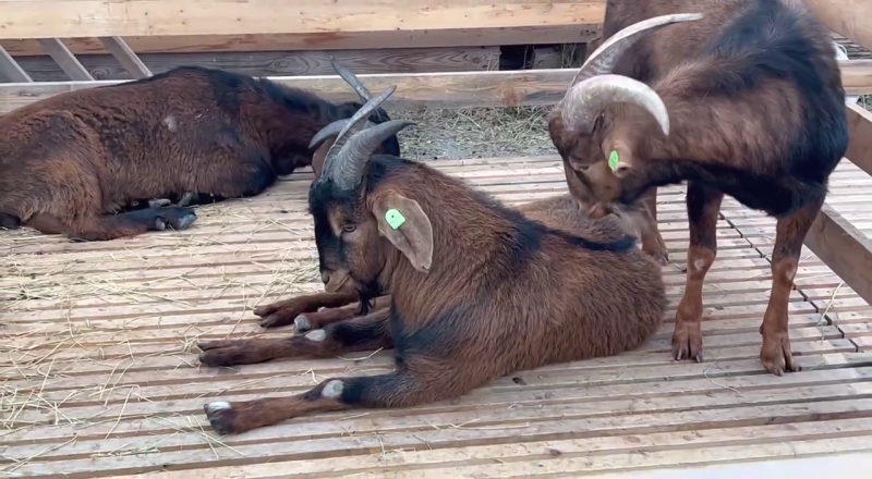 В Дагестане козлы загрустили от закрытия выставки в Каспийске
