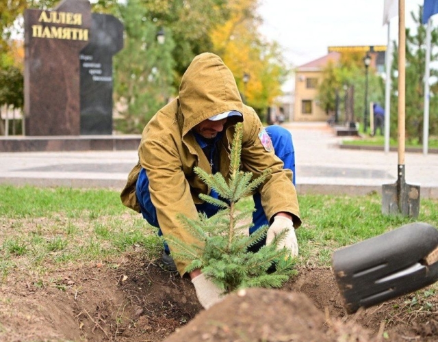 <i>В Будённовске озеленители высадили 500 саженцев ценных сортов деревьев</i>