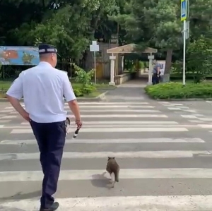 В Новоалександровске сотрудники ГИБДД помогли кошке перейти дорогу. Видео