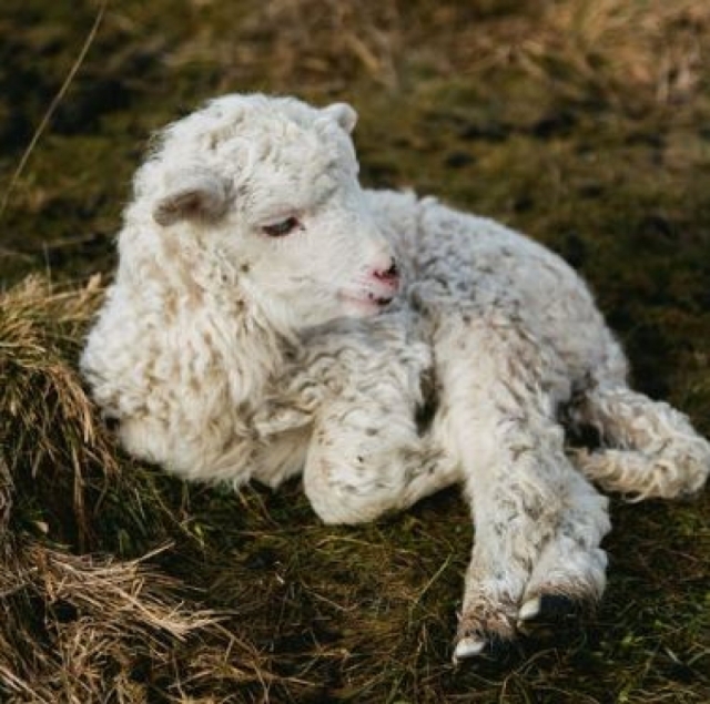 <i>В Дагестане вспышка оспы у овец и коз перевела село на карантин</i>