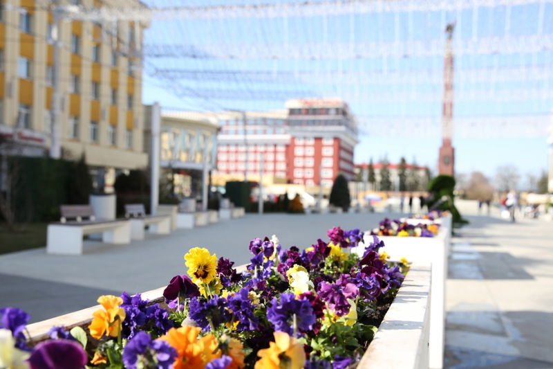 «Горзеленстрой» пообещал жителям и гостям Ставрополя богатую цветочную палитру