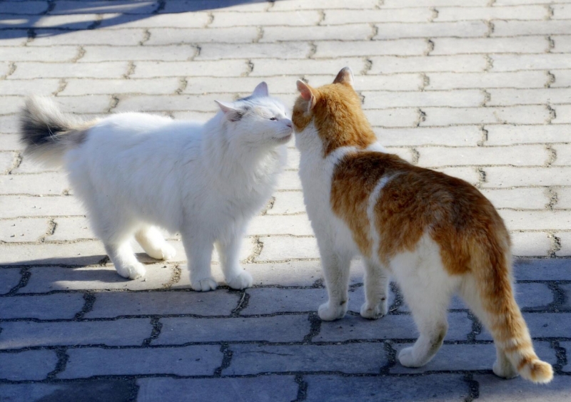 Кошки встречают волонтеров