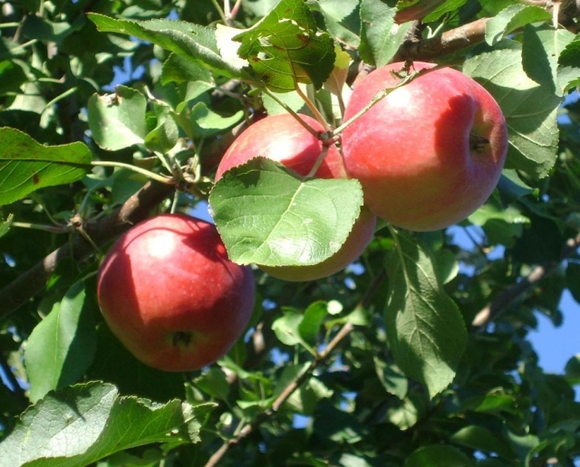 <i>Садоводы 30 хозяйств Ставрополья собрали 75 тысяч тонн яблок в 2023 году</i>