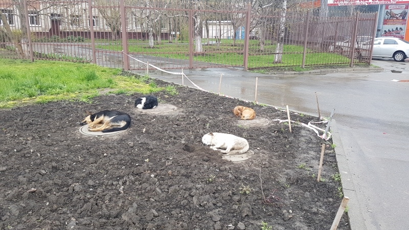 В Ставрополе с начала года чипировали более 400 бездомных собак