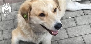 Нелюди в Грозном расстреляли стерилизованную чипированную собаку