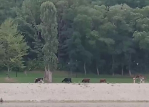 Горожане прислали мэру Кисловодска видео с пасущимися на берегу озера коровами