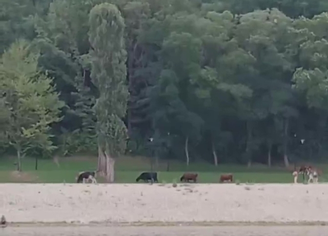 <i>Горожане прислали мэру Кисловодска видео с пасущимися на берегу озера коровами</i>