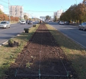 На улице Доваторцев в Ставрополе озеленители высадили 300 кустов роз