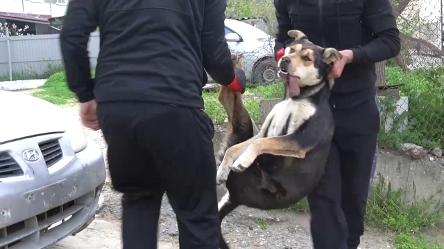 <i>С начала года в Махачкале отловили 300 собак</i>