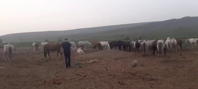 В Управлении ветеринарии по Ставрополью подтвердили плачевное состояние лошадей на хуторе Конном