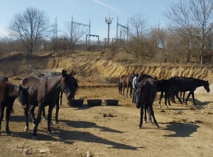 В Кисловодске хозяина бесхозного табуна лошадей оштрафовали на 50 тысяч рублей