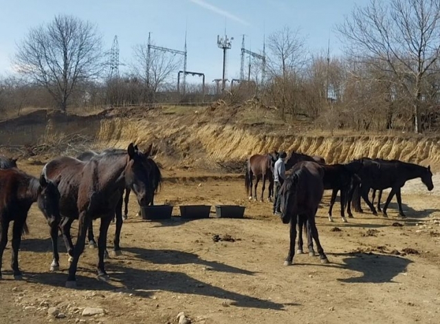 <i>В Кисловодске хозяина бесхозного табуна лошадей оштрафовали на 50 тысяч рублей</i>