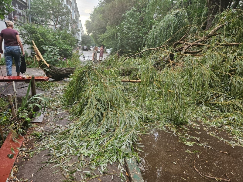 Сильный ветер 5 августа повалил в Ессентуках 57 деревьев