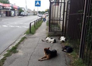 В Дагестане чиновников обвинили в халатности из-за бродячих собак