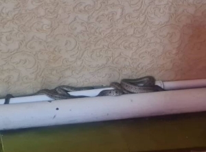 В Георгиевске жилой дом атаковали 4 змеи