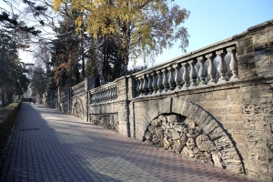 На центральных улицах Ставрополя сухостойные деревья заменят на молодые